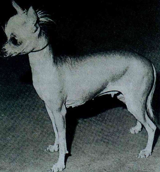 Manchurian hairless hot sale dog