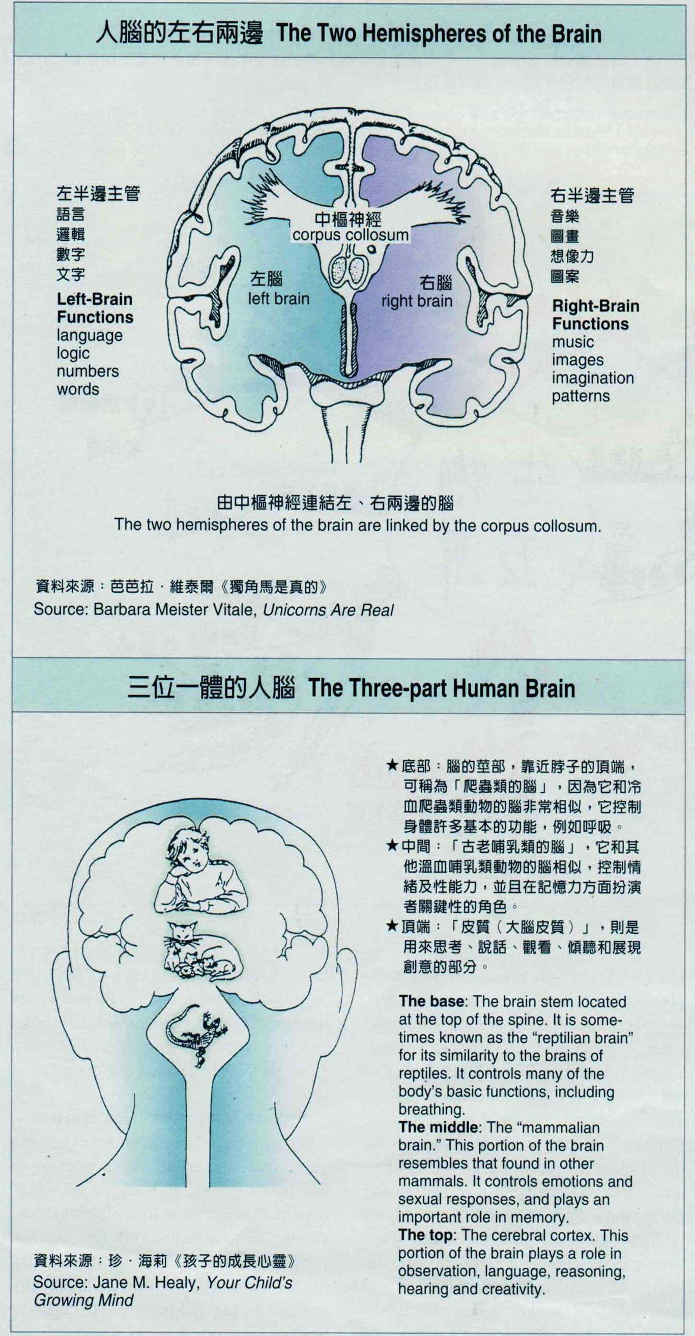 Waking the Right Brain- A New Approach to Pre-school Education