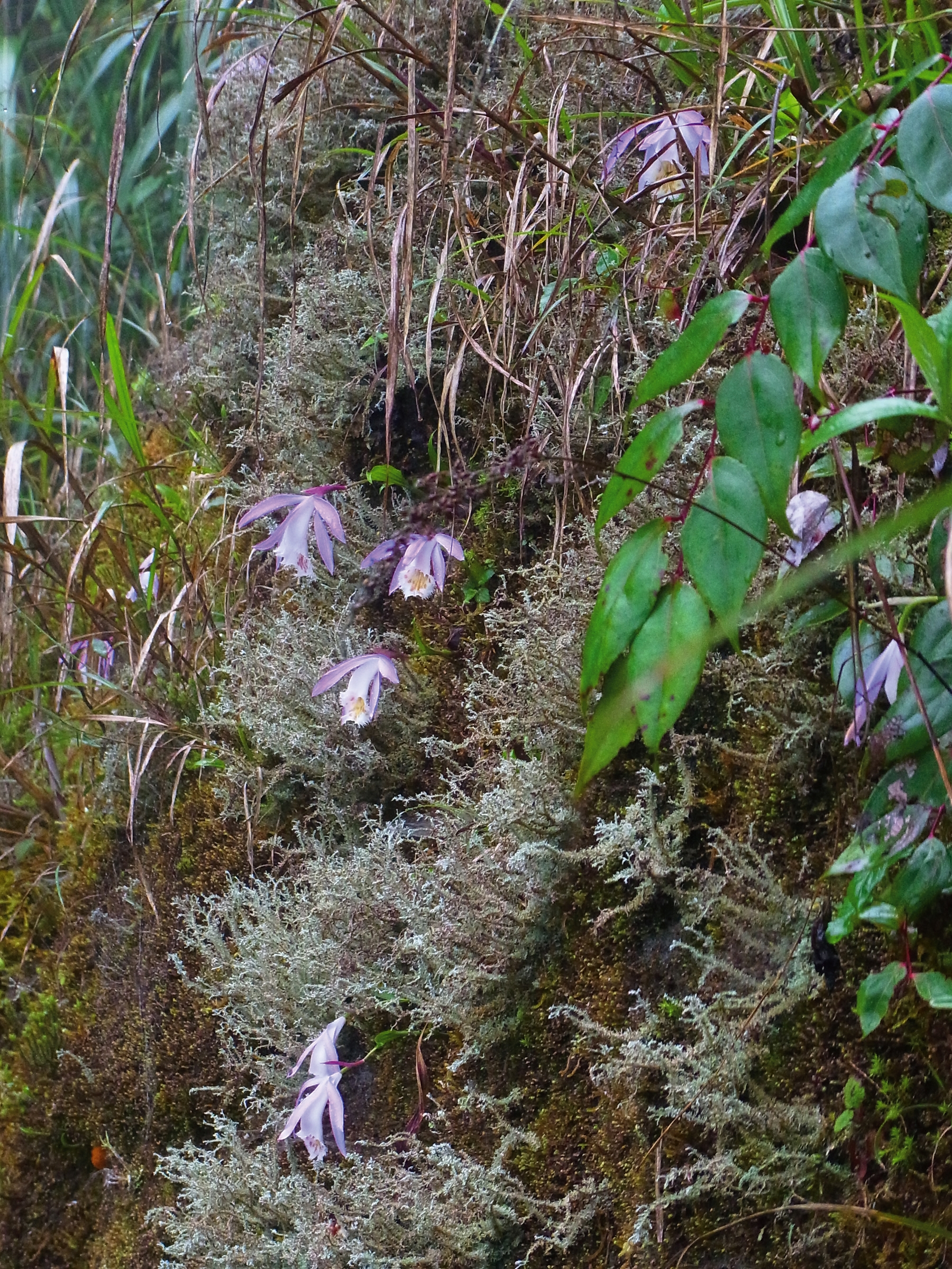 Taiwan's Wonderful Wild Orchids - Taiwan Panorama