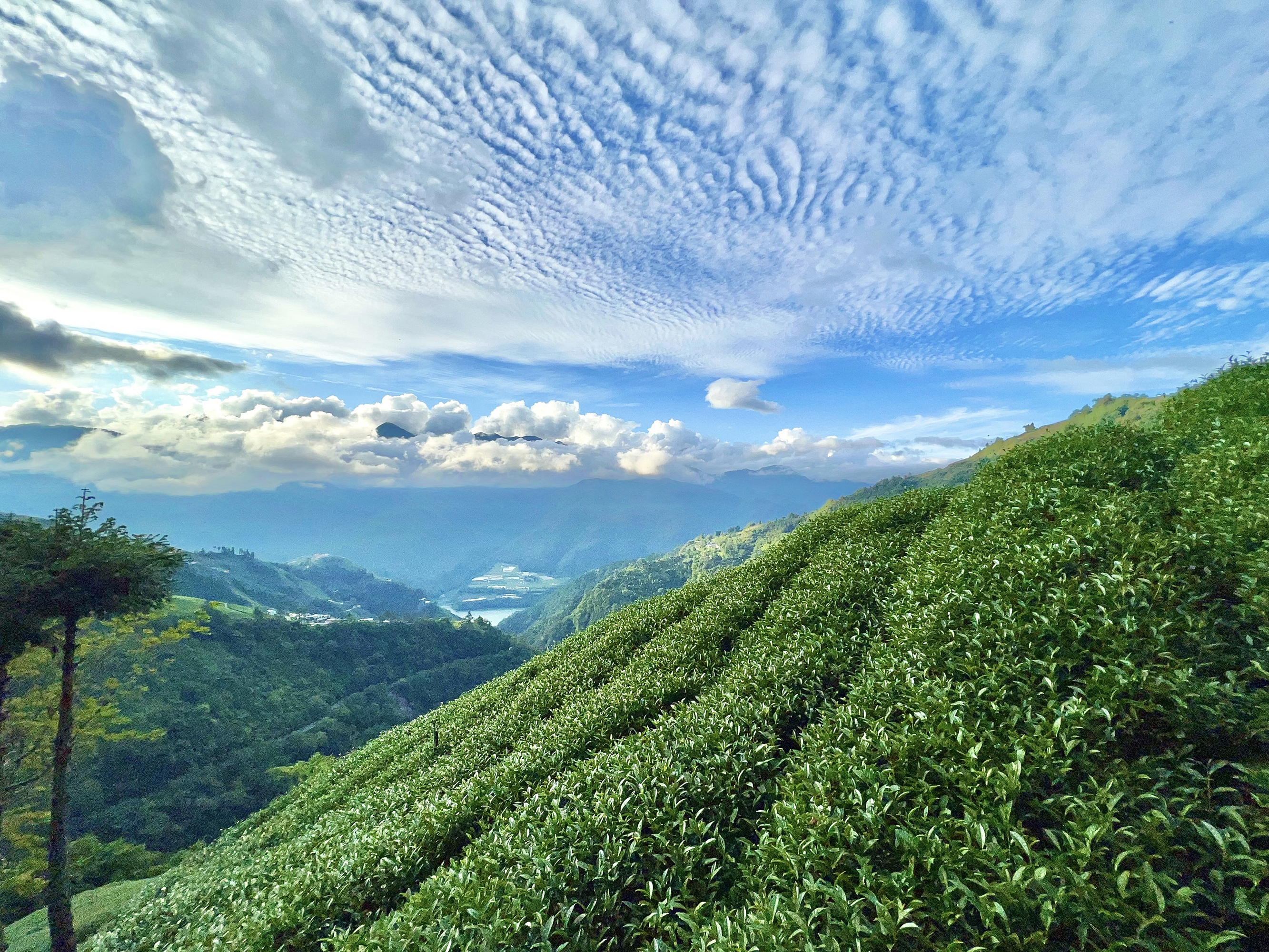 Forest Beauty - Alishan Green Tea Firming Moisturizer