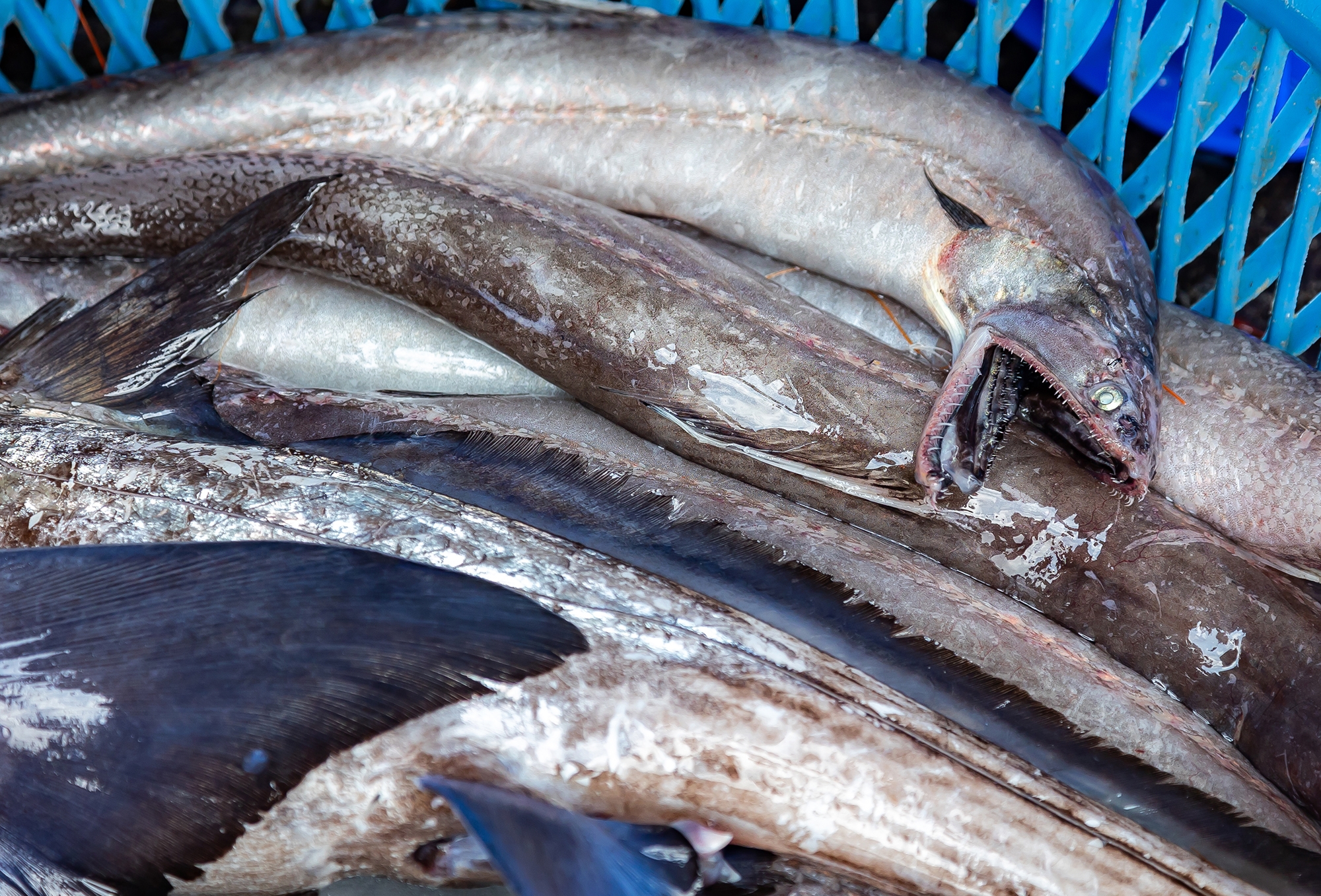 Odd Fish: In Search of Unconventional, Sustainable Seafoods