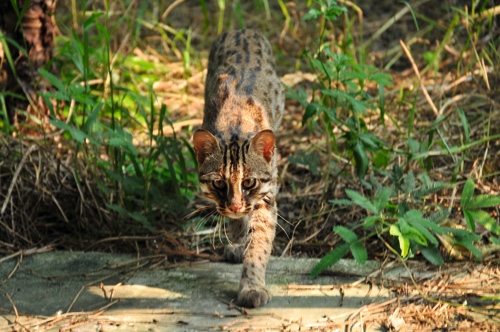 Taiwan cheap leopard cat