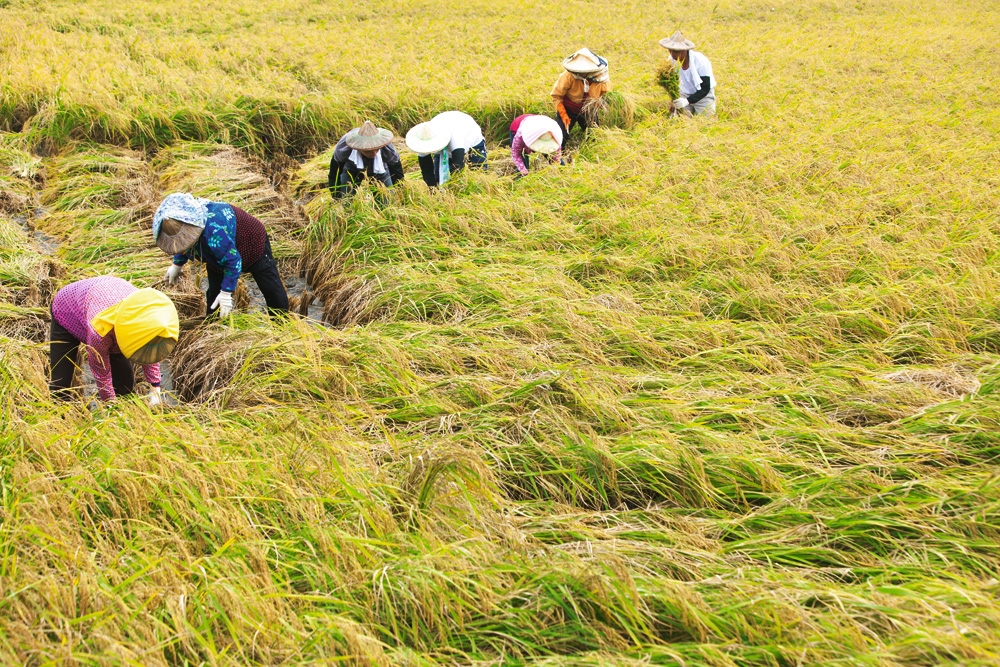 The Scent of the Rice Fields - Taiwan Panorama