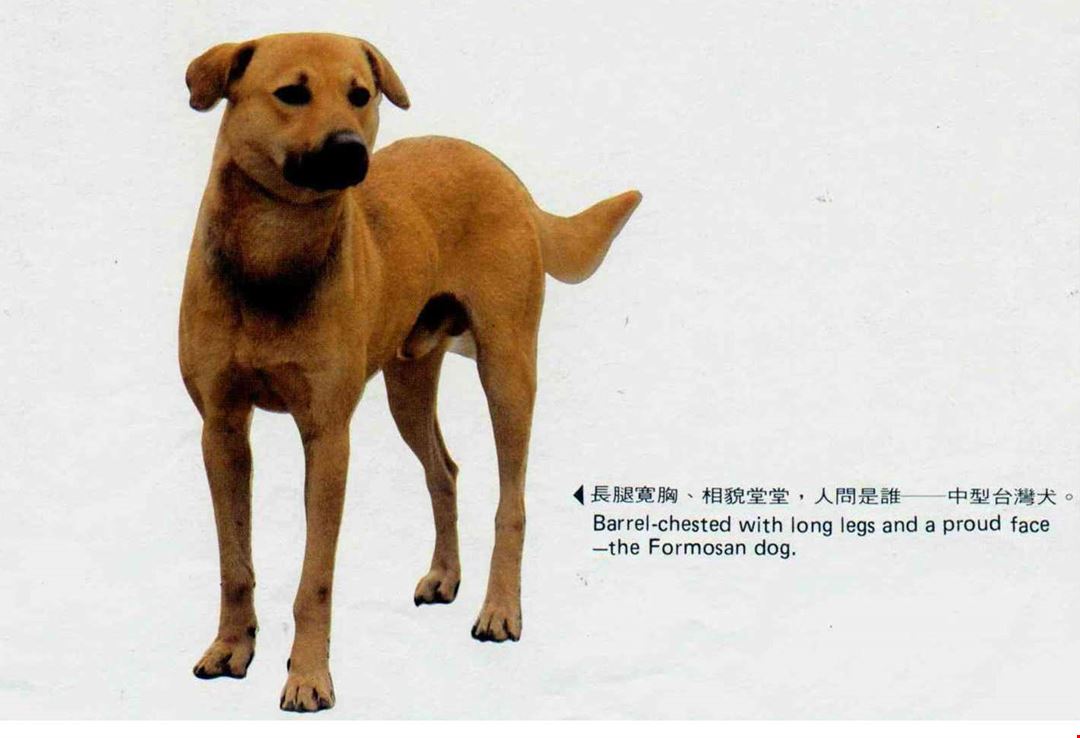 台灣犬 台灣光華雜誌