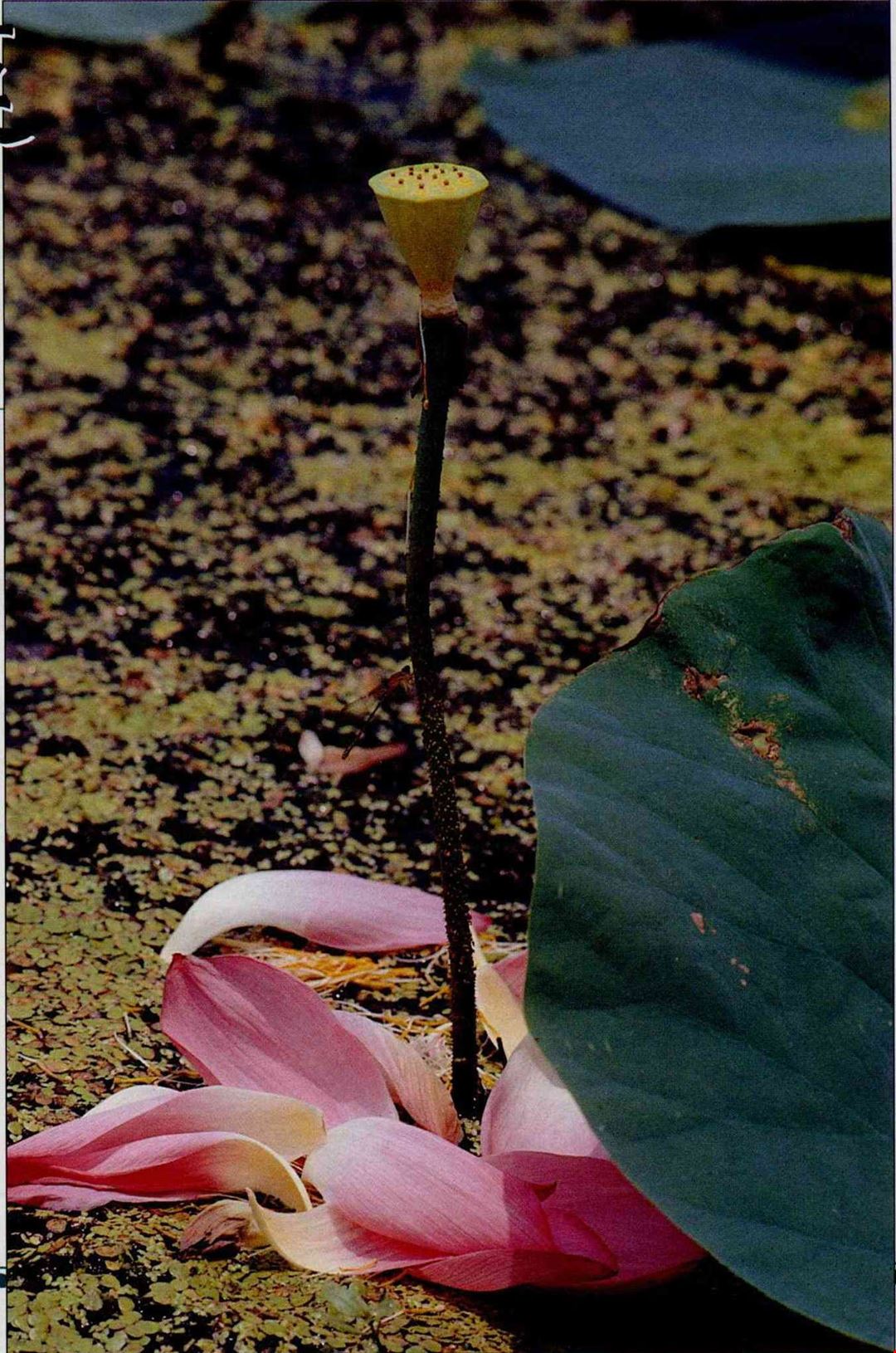 荷花與睡蓮 人心正畏暑 水面獨搖風 台灣光華雜誌