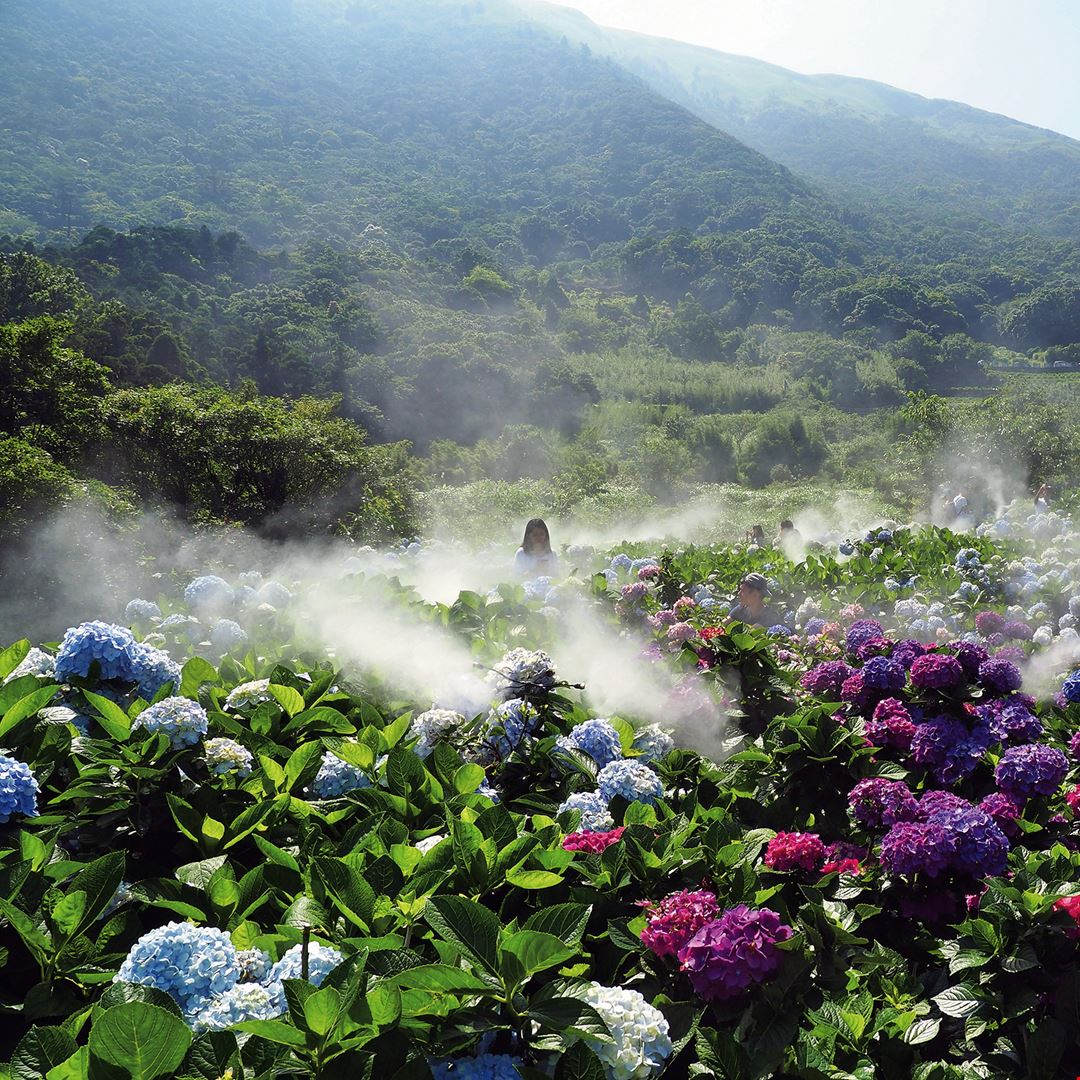 希望之花 繡球花 台灣光華雜誌